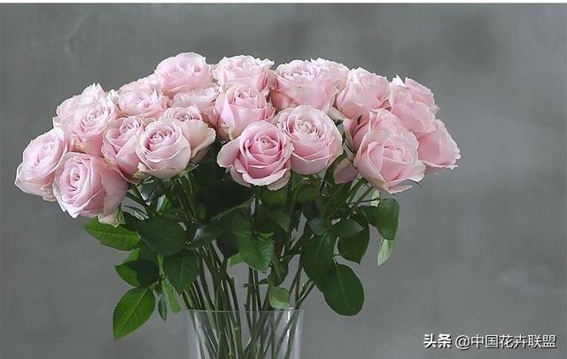 26种常见玫瑰花品种集合
