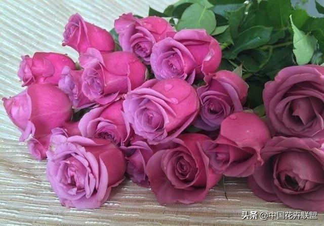 26种常见玫瑰花品种集合