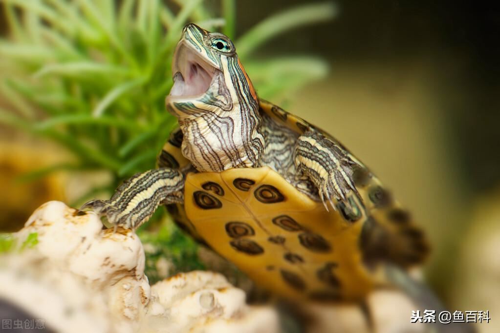 幼小巴西龟怎么分公母「巴西龟公母能一起养吗」-第3张图片