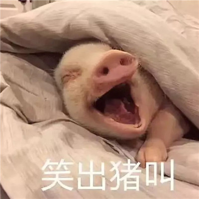 猪在猪圈的表情包图片