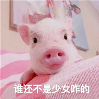 猪猪表情包图片大全带字 可爱又精致的猪猪女孩