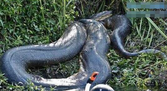 探索辽宁抚顺大蛇事件，铲出140岁大蛇长17米重103公斤