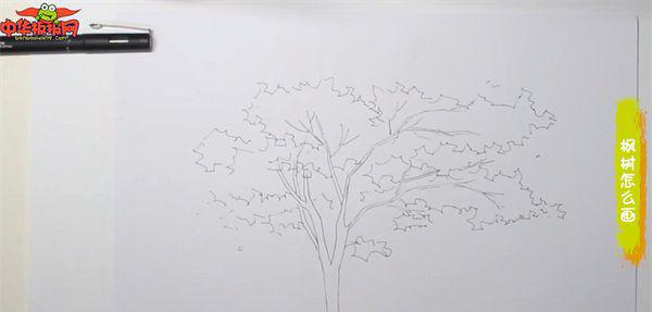 枫树怎么画