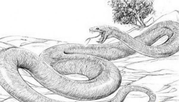 世界第一巨蛇，超级巨蟒沃那比蛇能吞噬霸王龙(图片)