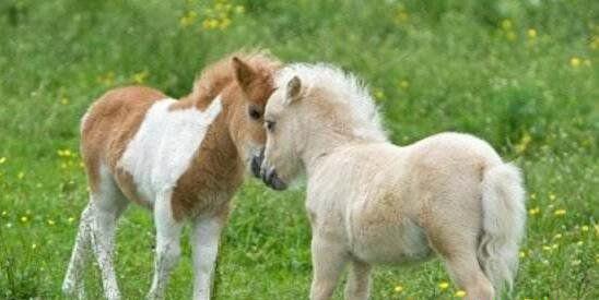 世界上最小的马是法拉贝拉迷你马，身高38.1厘米(小狗一般高)