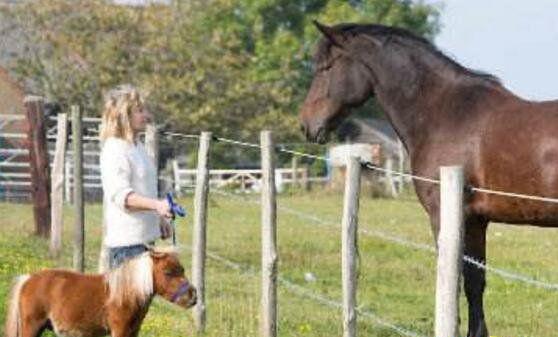 世界上最小的马是法拉贝拉迷你马，身高38.1厘米(小狗一般高)