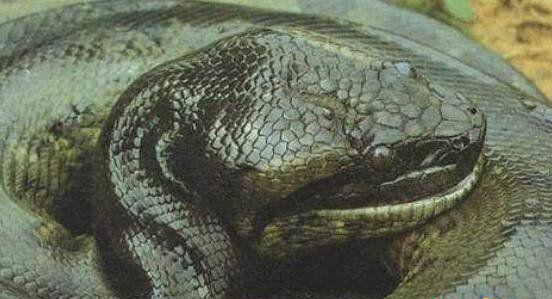 世界上最大的蛇有多大，亚马逊森蚺长15米能吃人(图片)