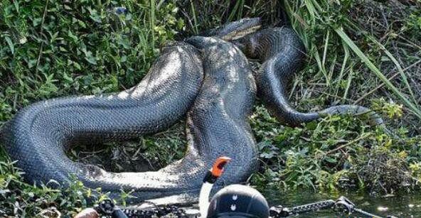 世界上最大的蛇有多大，亚马逊森蚺长15米能吃人(图片)