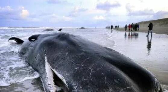 鲸鱼为什么会搁浅，因环境地理水温因素造成(集体自杀)