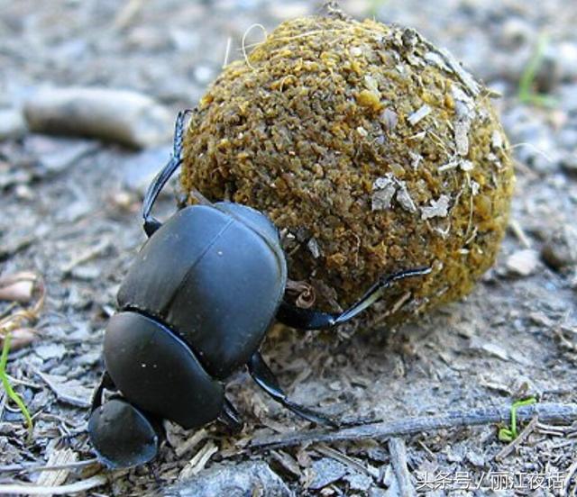 屎壳郎，是昆虫界的“奇葩”，专一以食粪便为生