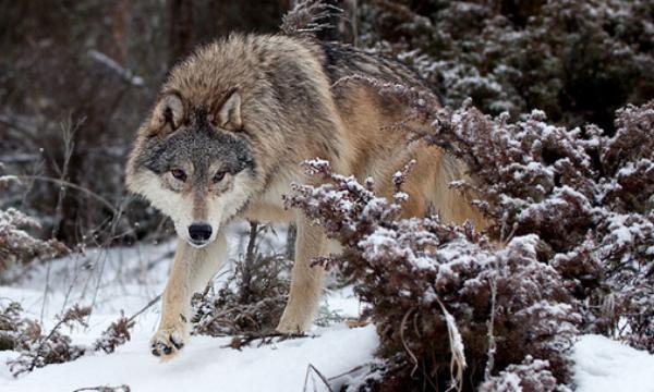 苔原狼:一种耐力超强的灰狼亚种(可连续奔跑数十公里)