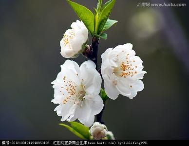 “忽如一夜春风来，千树万树梨花开”描写的是哪个季节？