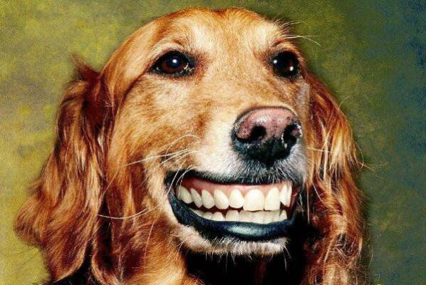 微笑狗恐怖原图吓人图片