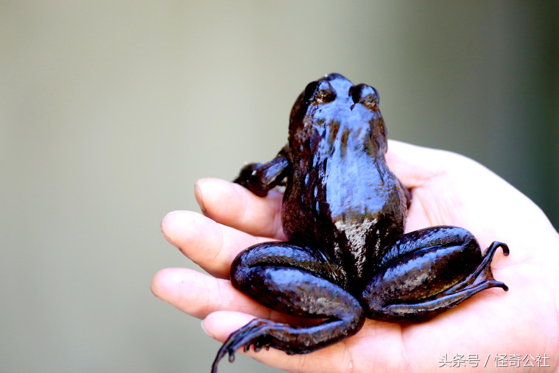 湖北宜昌：养殖兴山石蛙形成一种新产业，1个蛙池年产石蛙近千斤