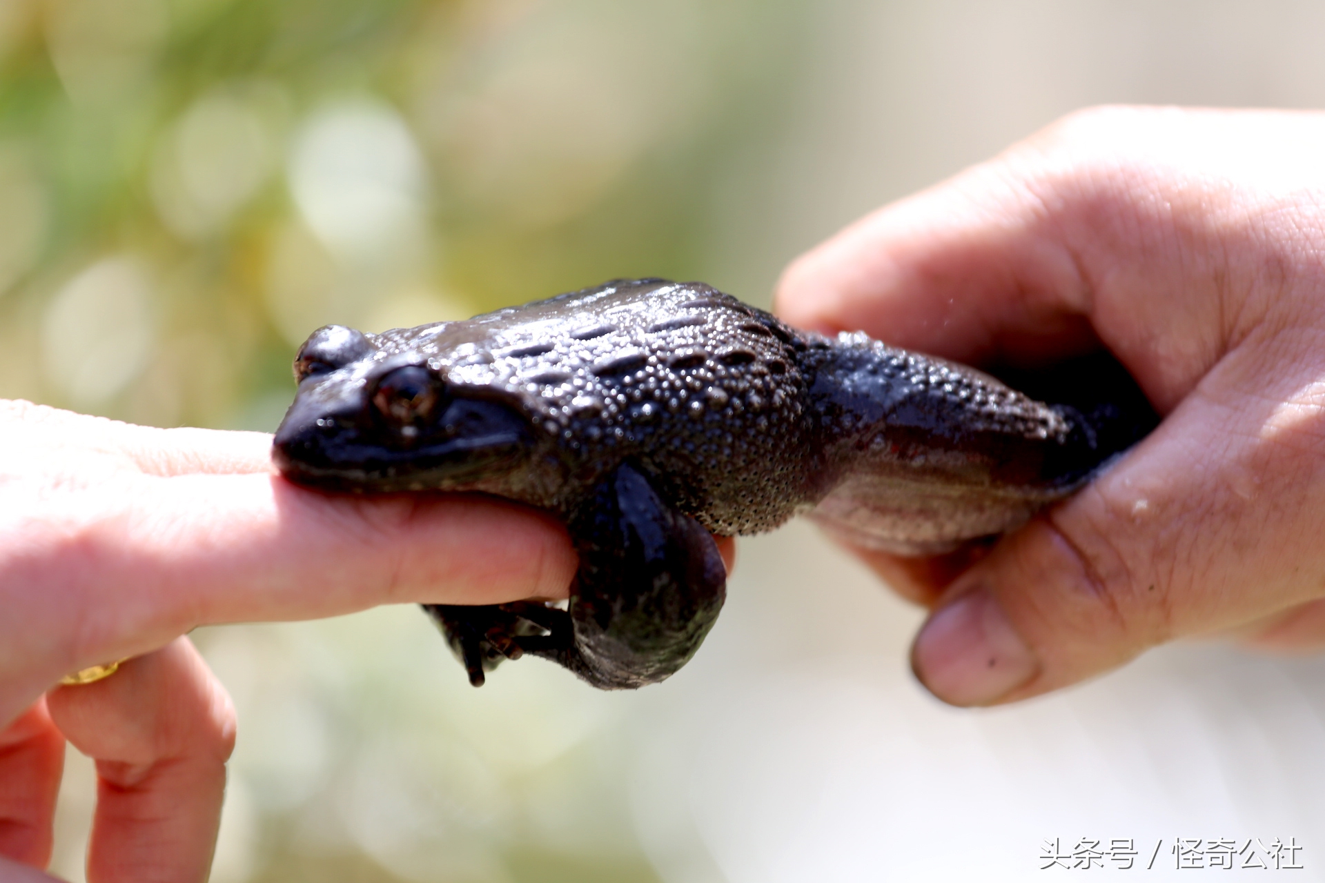 湖北宜昌：养殖兴山石蛙形成一种新产业，1个蛙池年产石蛙近千斤