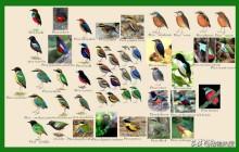 国家二级保护动物名单（鸟类），它常出现在古代文学中