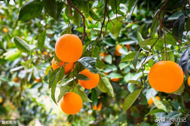 柑橘幼树什么时候摘心最好？出现凤蝶幼虫该怎么办？如何预防？
