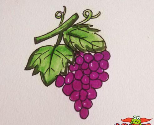 葡萄怎么画简笔画步骤，葡萄简笔画图片