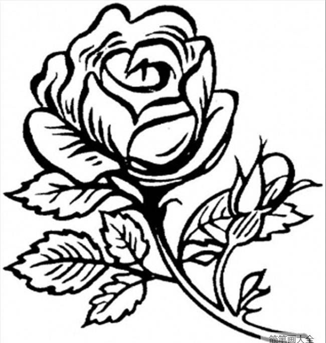 花简笔画图片大全 漂亮的大玫瑰花