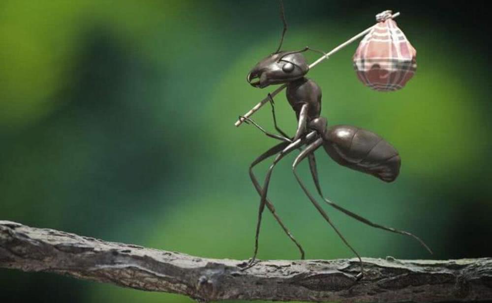蚁后一死，蚂蚁都会死吗？不，它们会“拥戴”新蚁后登基