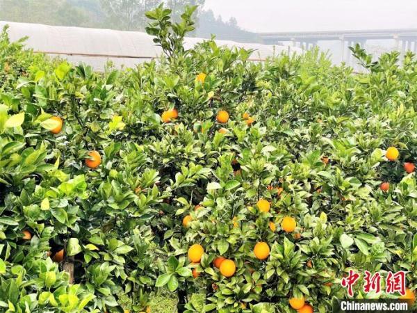 农村橙子（“小橙子”结出乡村振兴“黄金果”）-第4张图片