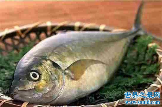 世界上最贵的鱼，一条售价五5百万人称“神鱼”