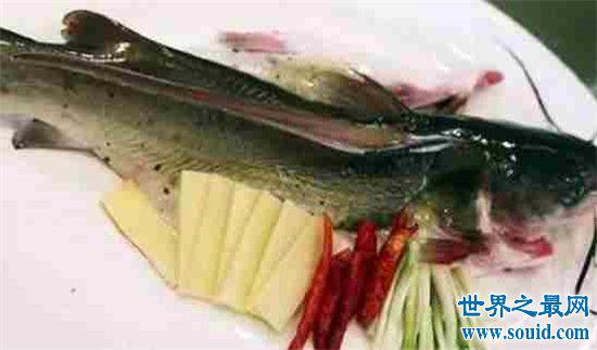世界上最贵的鱼，一条售价五5百万人称“神鱼”