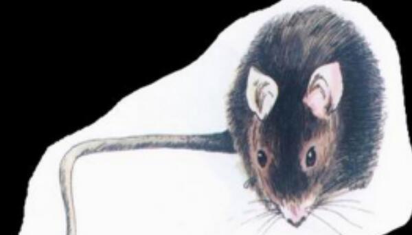 牙买加仓鼠灭绝了吗：19世纪末期灭绝，被人类杀绝了