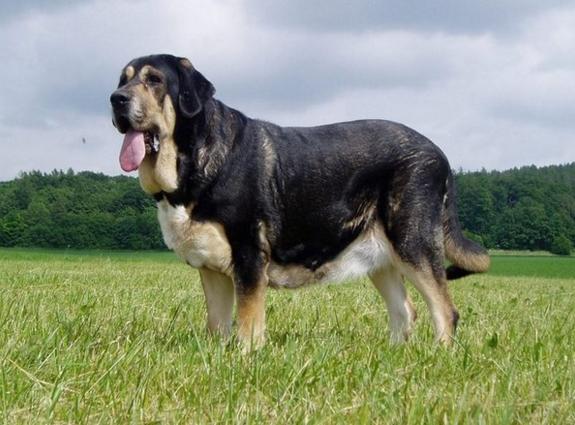 大型宠物狗的品种及图片，这10种宠物狗最受欢迎