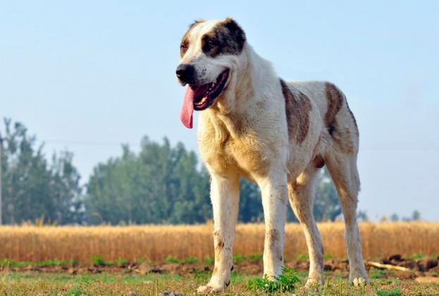 大型宠物狗的品种及图片，这10种宠物狗最受欢迎