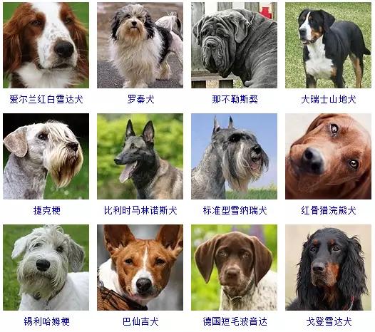狗狗的品种大全 如果让你养一只 你会选择哪个品种呢