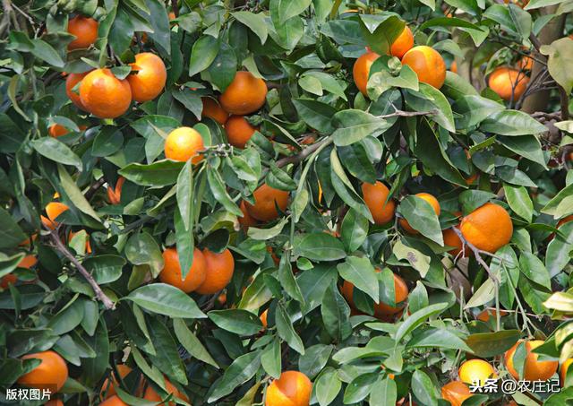 柑橘幼树什么时候摘心最好？出现凤蝶幼虫该怎么办？如何预防？