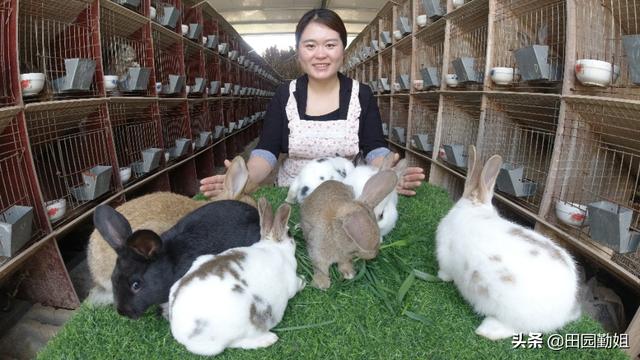 兔子好养吗？养殖兔子有什么注意事项？