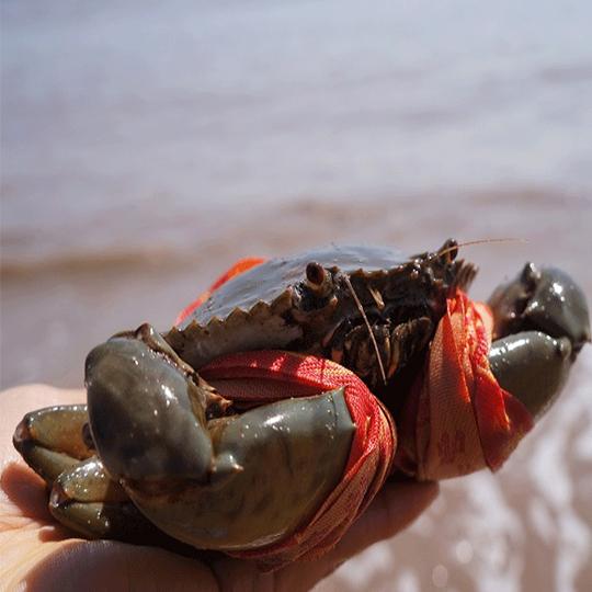 活螃蟹如何保存才能活得时间久（这几个方法简单实用）