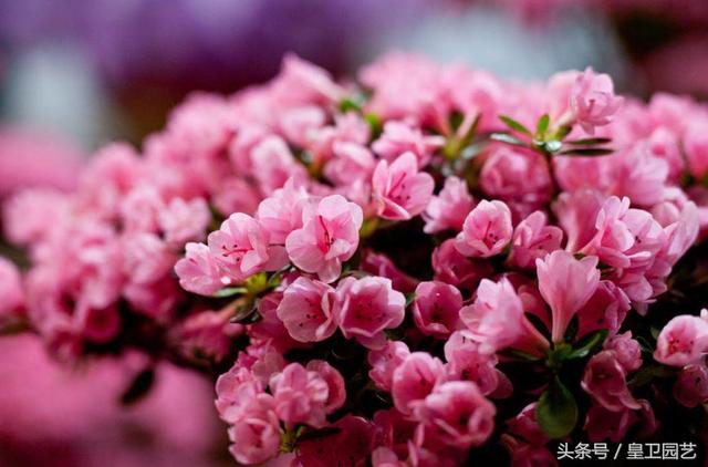 中国的国花是什么（牡丹花是我国的国花吗）
