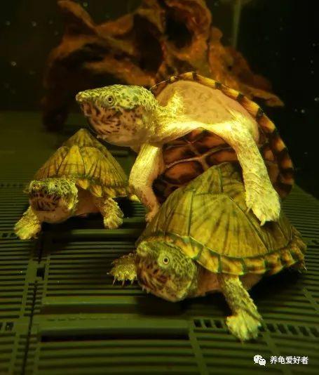 养乌龟放多少水合适（养巴西龟的一些窍门）