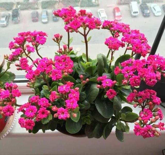 7种适合养在窗台上的花，不但花期长，开花漂亮还都超好养