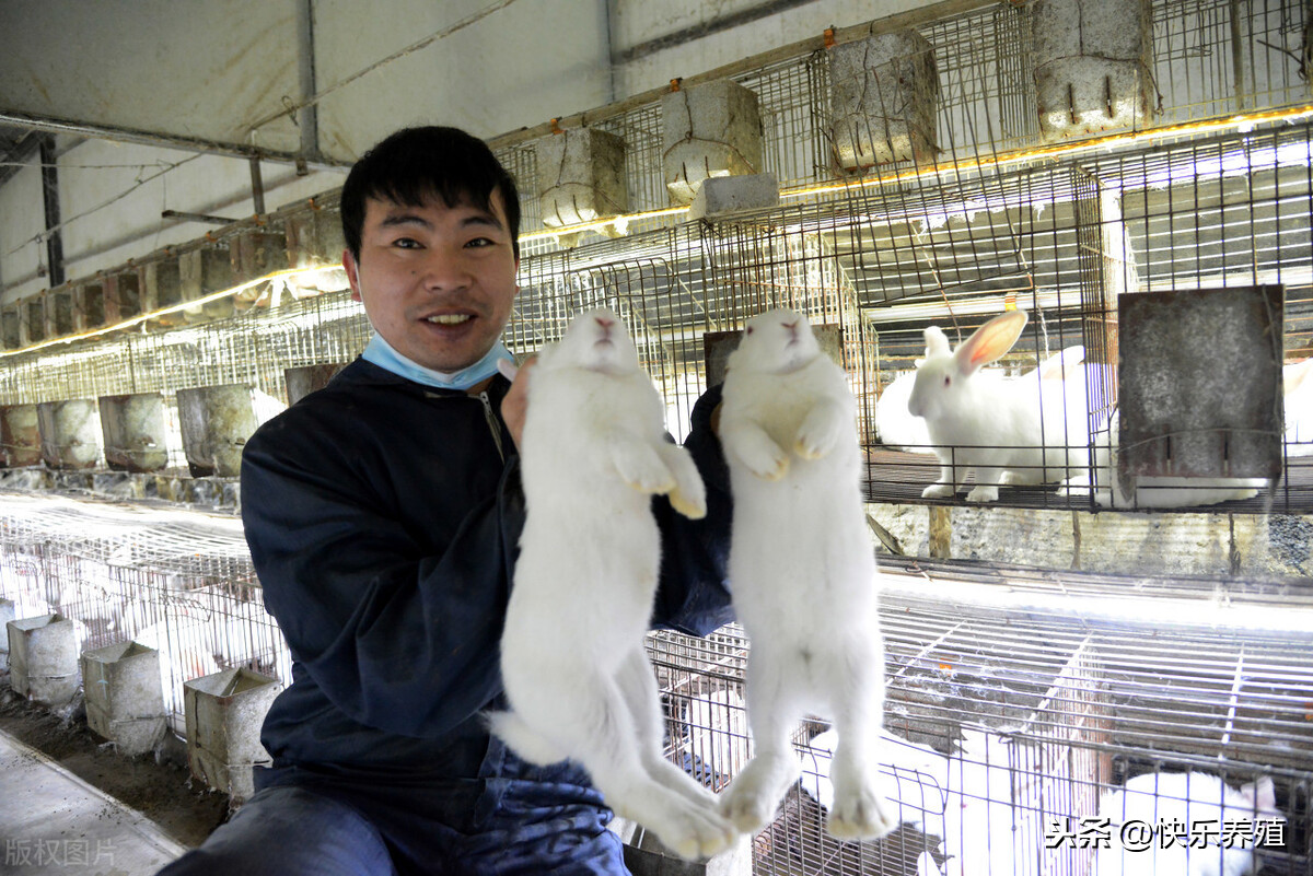 兔子养殖成本利润分析（养一千只兔子一年利润）