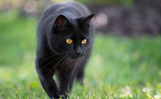 白猫玉眼，黑猫玄眼，田园猫名贵起来，让人望尘莫及