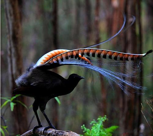 澳洲国鸟——琴鸟，拥有不输于人类的口技