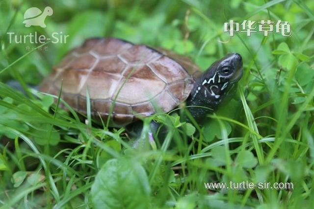 怎样养好一只草龟？带你了解乌龟的三大生活习性！「龟谷鳖老」