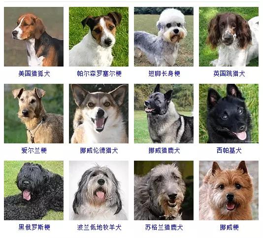 狗狗的品种大全 如果让你养一只 你会选择哪个品种呢