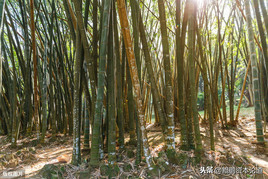 竹子废料变塑木年赚过亿