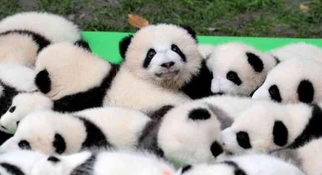 大熊猫只有中国有吗，中国国宝的由来