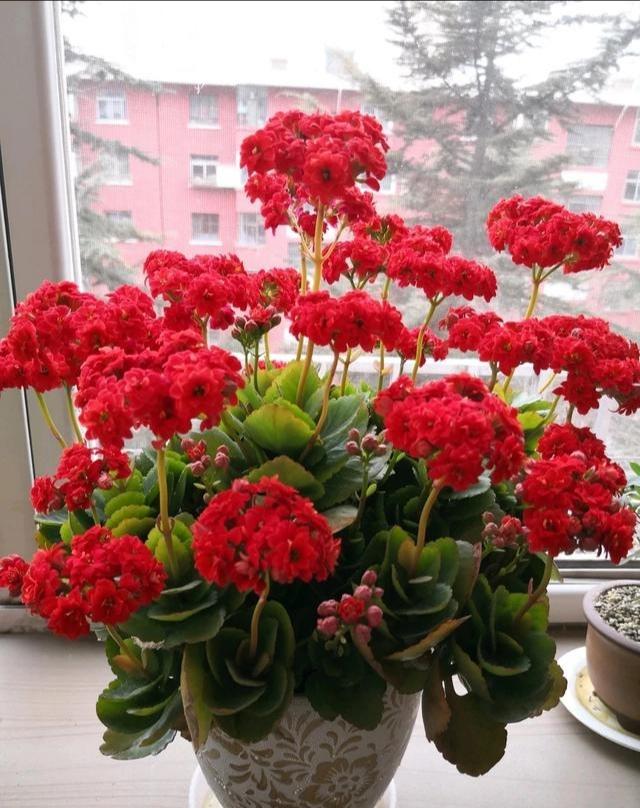 7种适合养在窗台上的花，不但花期长，开花漂亮还都超好养
