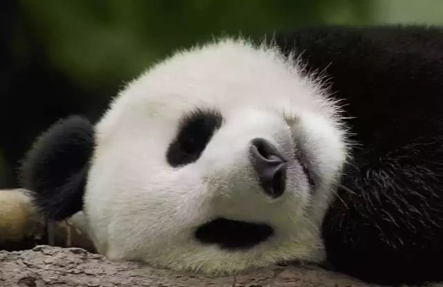 大熊猫只有中国有吗，中国国宝的由来