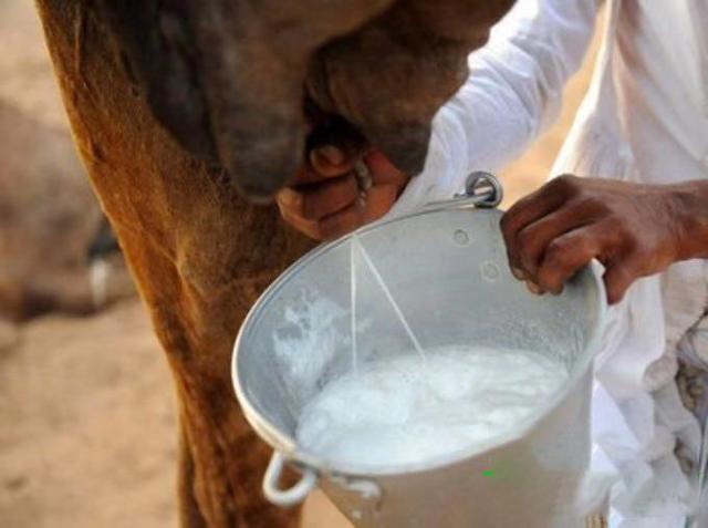 驼奶粉的营养价值对人身体的好处，骆驼奶喝了有什么作用？