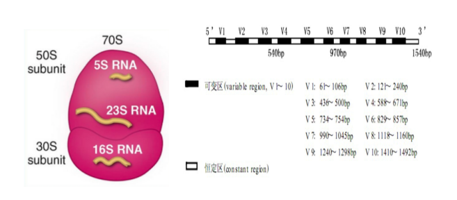 16S rRNA高通量测序技术有助于微生物多样性研究