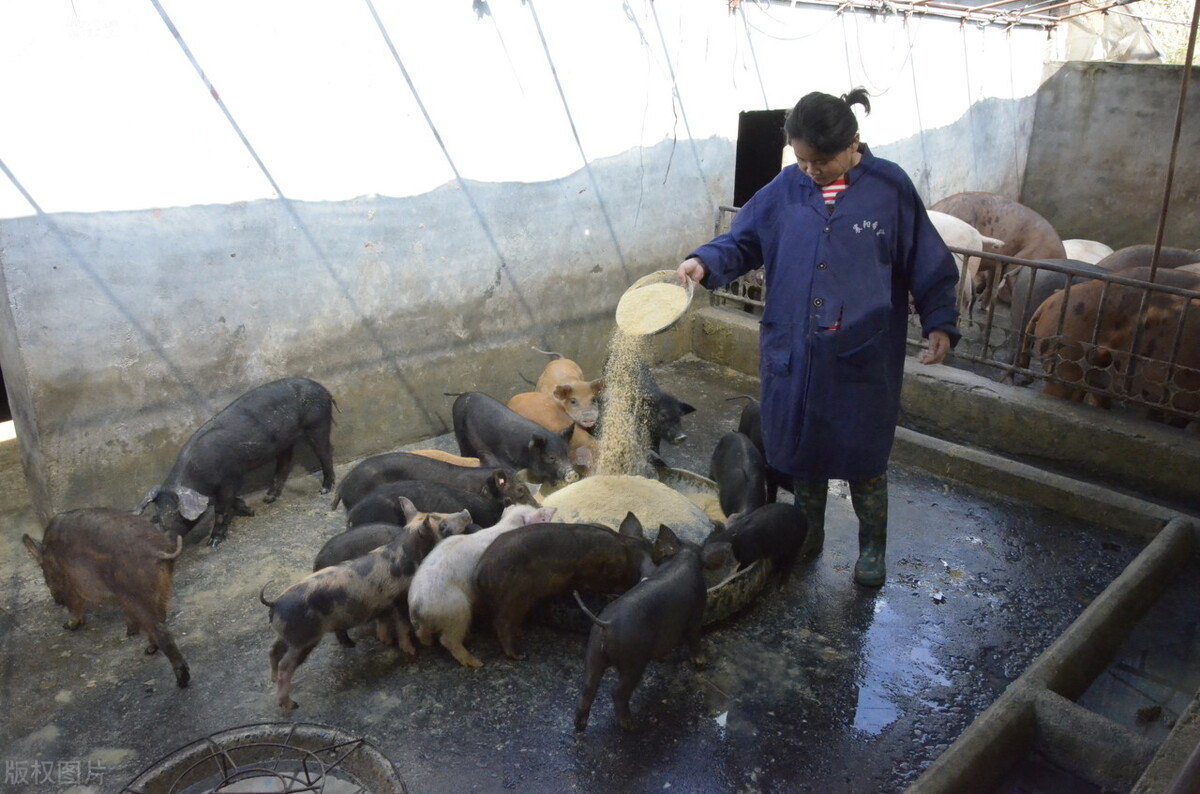 养一头260斤左右的猪，出栏后利润是多少？