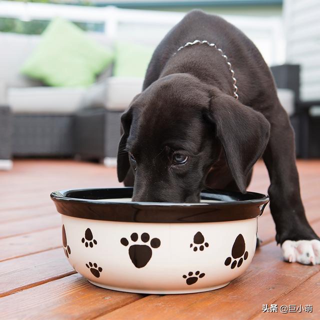 怎么选择狗碗？狗狗的碗选得不好，喝水都能喝出病